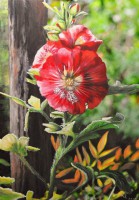 /album/fenykepgaleria/szelid-baj-2-jpg/